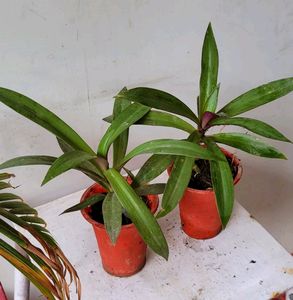 Pack 2.Moses-in-the-Cradle Plant🌵&amp;Pot
