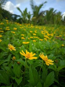 Wedelia plant Bright Yellow Flowers