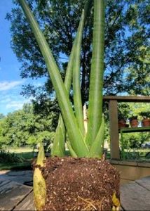 LIVE Cylindrical Snake/Spear Plant