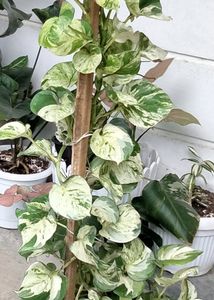 Manjula Pothos 3 Leafs Cutting Available