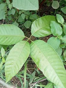 Mango Plant