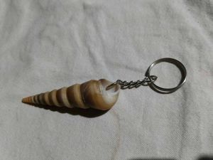 Unique Seashell Keychain