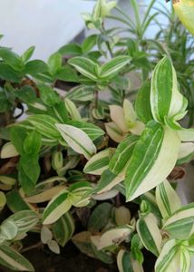 Multi Live Plants