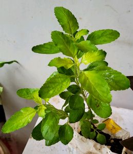 Pack 2 Tulsi &amp; Ctenanthe pilosa Plant 🪴
