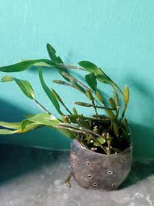 Orchids ( Fragrance)