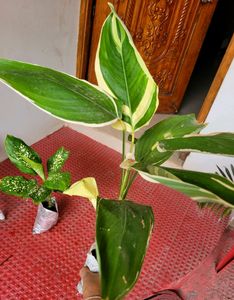 Pack 2 Dieffenbachia Seguine &amp; Ctenanthe pilosa Pl