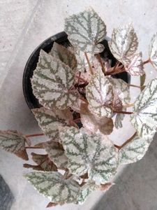 Assorted Potted Plants Bundle