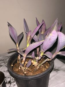Purple Heart Plant