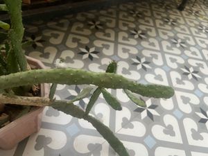 Unique Prickly Pear Cactus Plant