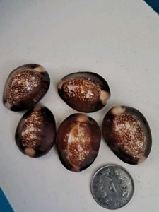 5 Natural Kala Raja Cowrie Shells