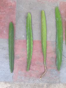 Dragon Fruit Cuttings Plant Live big plan