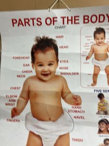 Parts of the Body Chart for Kids