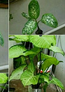 Combo Plants🌴🌲