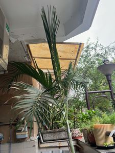 Large Indoor Palm Plant about 10-11 feet with larg