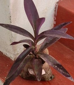 Purple Heart ❤️ Plant 🌵