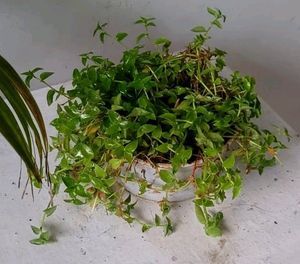 Turtle Vine Plant &amp; Pot