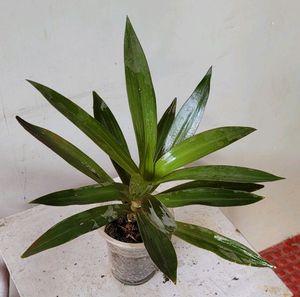 Moses-in-the-Cradle Plant🌵&amp; Pot Indoor/Outdoor