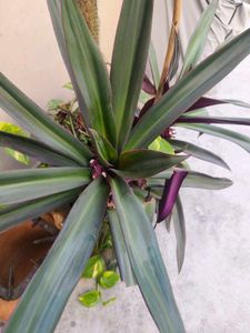 reho plant