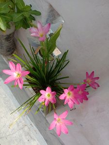 Pink Rain Lily Blooms