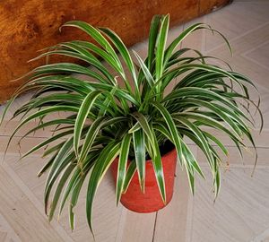 Chlorophytum laxum Plant 🪴&amp; Pot