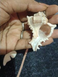 Seashell Keychain