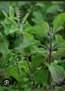 Pack 2 Tulsi &amp; Ctenanthe pilosa Plant 🪴
