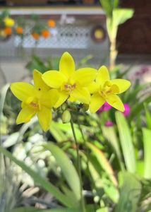 orchid