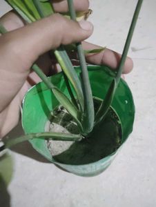 Plant