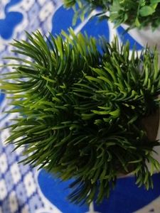 Artificial Green Plant in White Pot