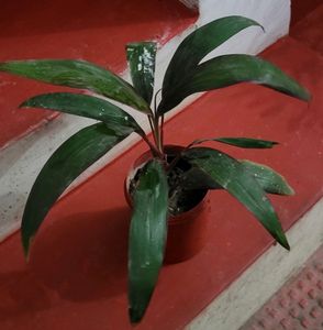 Dracaena Mahatma Plant 🪴 &amp; Pot