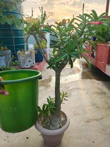 Adenium (Unique Desert Rose Plant)