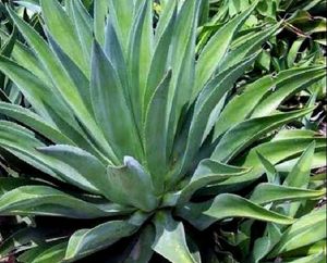 COMBO OF 4 AIR PURIFIER PLANTS