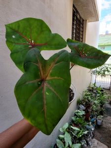 caladium Biclor Plant 🪴 &amp; Pot