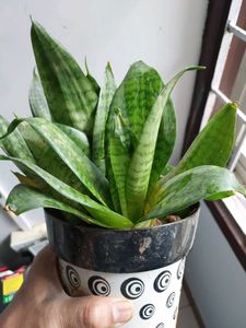 Dwarf Snake Plant