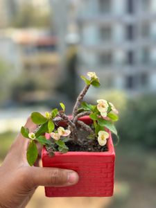 Set Of 2 Ceramic Planters