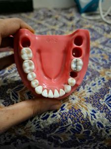 Nissin Typodont Dental Model for Practice