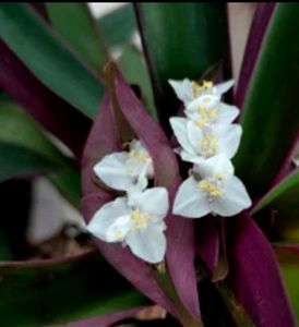 3 Set Moses in the Cradle &amp;Turtle Vine plants