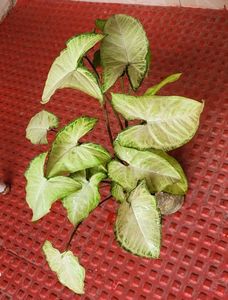 Ever green arrowhead plant 🌿