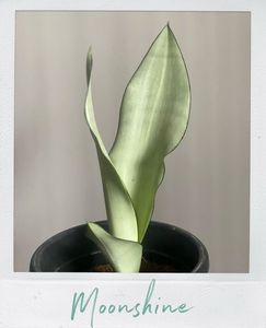 Moonshine Snake Plant 🌱