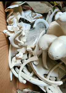 Skeleton System Made Of Synthetic Material
