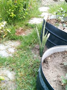 Snake Plant