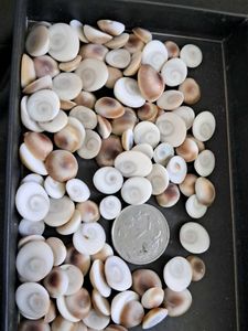 108 Natural Gomti Chakras (sacred operculum shells