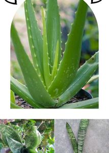 Combo Of 3 Exotic plant ☘️