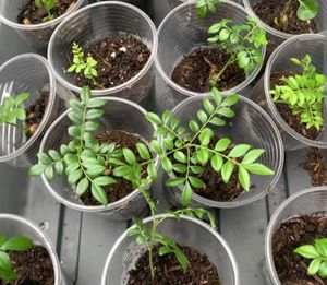 Young Curry Leaf Seedling (ONE)