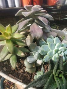 5 Big Succulent Combo