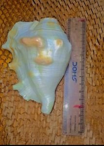Exotic Seashell Decor