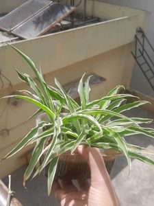 3 Real Spider Plant in soil