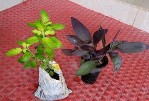 Pack 2 Beautiful heart Purple 💜 &amp; Tulsi Plants