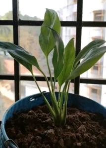 Combo of plants