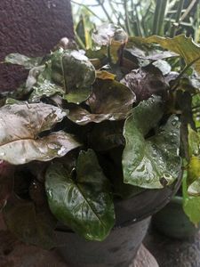 Arrowhead Plant